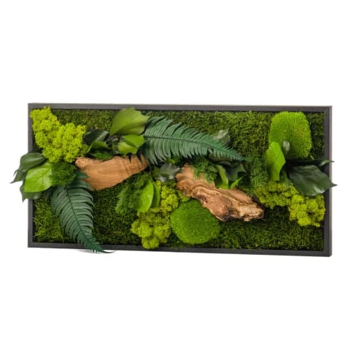Naturalys Plantes D'intérieur Et Fleurs D'intérieur Tableau Végétal Rectangle Noir 27x57cm 3 Naturalys Plantes D'intérieur Et Fleurs D'intérieur Tableau Végétal Rectangle Noir 27x57cm