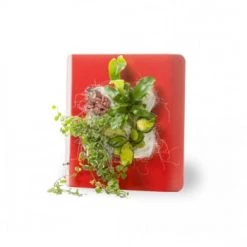 Wall Flower Plantes D'intérieur Et Fleurs D'intérieur Tableau Végétalisé S Métal édition Rouille 34x32cm -Parasols Soldes Magasin tableau vegetalise s metal edition rouge 34x32cm 7