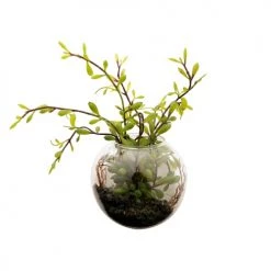 Sia Deco Plantes D'intérieur Et Fleurs D'intérieur Terrarium Avec Sedum
