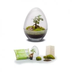 Naturalys Plantes D'intérieur Et Fleurs D'intérieur Terrarium Kit Diplo S -Parasols Soldes Magasin terrarium kit diplo s 2