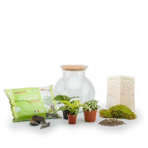 Naturalys Plantes D'intérieur Et Fleurs D'intérieur Terrarium Kit Havana L Mix 4 Naturalys Plantes D'intérieur Et Fleurs D'intérieur Terrarium Kit Havana L Mix – Image 2