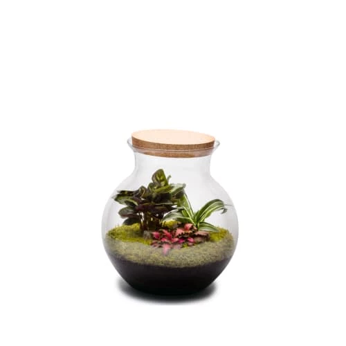 Naturalys Plantes D'intérieur Et Fleurs D'intérieur Terrarium Kit Havana L Mix 3 Naturalys Plantes D'intérieur Et Fleurs D'intérieur Terrarium Kit Havana L Mix