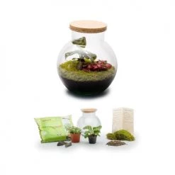 Naturalys Plantes D'intérieur Et Fleurs D'intérieur Terrarium Kit Havana S Mix -Parasols Soldes Magasin terrarium kit havana s mix 2