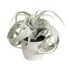 Sia Deco Plantes D'intérieur Et Fleurs D'intérieur Tillandsia Artificielle En Pot D'argile 2 Sia Deco Plantes D'intérieur Et Fleurs D'intérieur Tillandsia Artificielle En Pot D'argile -Parasols Soldes Magasin tillandsia artificielle en pot d argile