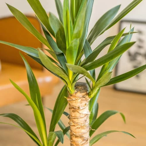 Réconciliation Végétale Plantes D'intérieur Et Fleurs D'intérieur Yucca Avec Cache-pot 4 Réconciliation Végétale Plantes D'intérieur Et Fleurs D'intérieur Yucca Avec Cache-pot – Image 2