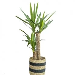 Réconciliation Végétale Plantes D'intérieur Et Fleurs D'intérieur Yucca Avec Cache-pot 11 Réconciliation Végétale Plantes D'intérieur Et Fleurs D'intérieur Yucca Avec Cache-pot -Parasols Soldes Magasin yucca avec cache pot 3
