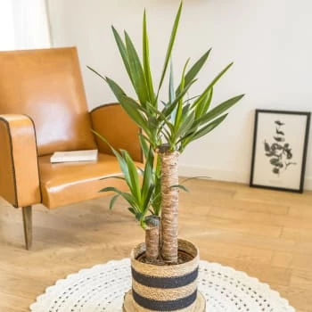 Réconciliation Végétale Plantes D'intérieur Et Fleurs D'intérieur Yucca Avec Cache-pot 8 Réconciliation Végétale Plantes D'intérieur Et Fleurs D'intérieur Yucca Avec Cache-pot – Image 6