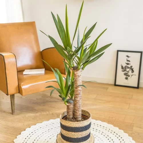Réconciliation Végétale Plantes D'intérieur Et Fleurs D'intérieur Yucca Avec Cache-pot 3 Réconciliation Végétale Plantes D'intérieur Et Fleurs D'intérieur Yucca Avec Cache-pot