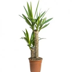 Réconciliation Végétale Plantes D'intérieur Et Fleurs D'intérieur Yucca Sans Cache-pot -Parasols Soldes Magasin yucca sans cache pot 4