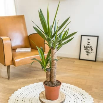 Réconciliation Végétale Plantes D'intérieur Et Fleurs D'intérieur Yucca Avec Cache-pot 7 Réconciliation Végétale Plantes D'intérieur Et Fleurs D'intérieur Yucca Avec Cache-pot – Image 5